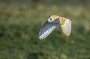 Stephen Nobbs - Hunting Barn Owl